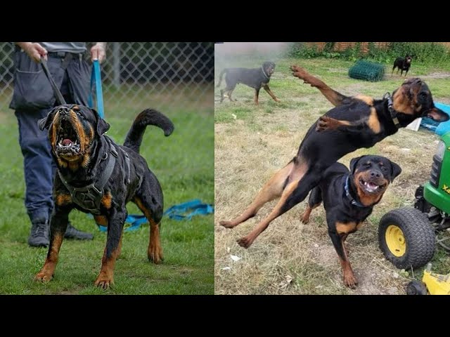 Rottweiler Imaginary and realistic - Funniest Dog video 2024| Pets Island