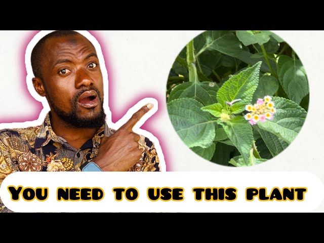 You will never fail in any EXAMS after using this p0werful plant 🌱…