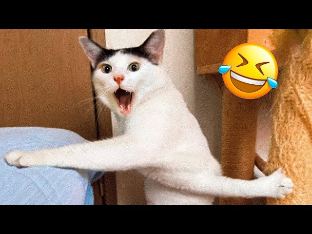 Funniest Dogs And Cats Videos 😁 - Best Funny Animal Videos 2023 😇 #6