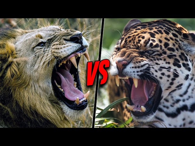 LION VS JAGUAR - Who Is The Real King?