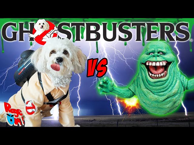 Funny dog vs Slimer Ghostbusters Doggy edition