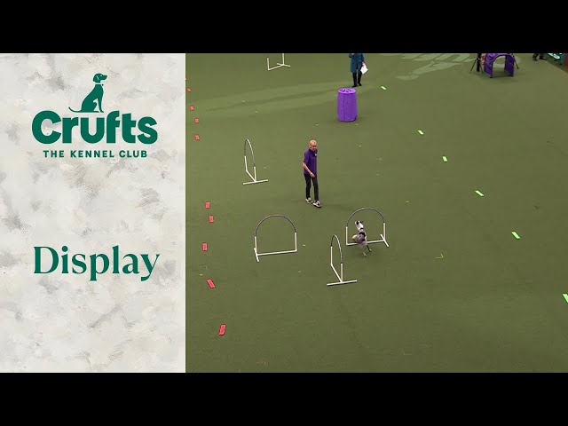 These dogs loving it!!! 🐶❤️ Hoopers Display | Crufts 2024