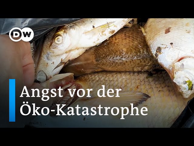 Warum sterben die Fische in der Oder? | Fokus Europa