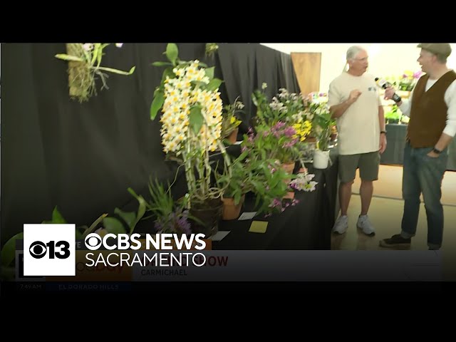 Orchid Dave's Orchid Show featured in Cody's Caravan