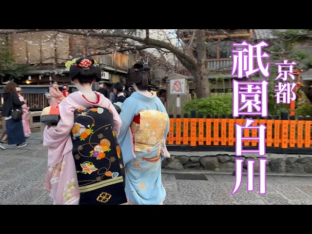 2023年3月20日 【京都の満開の桜🌸】 祇園白川のしだれ桜を歩く Cherry blossoms in Gion Shirakawa 【4K】