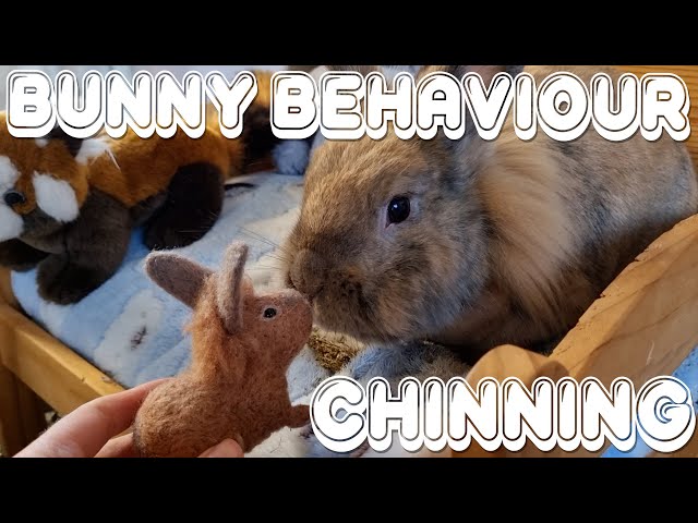 Bunny Behaviour || Chinning