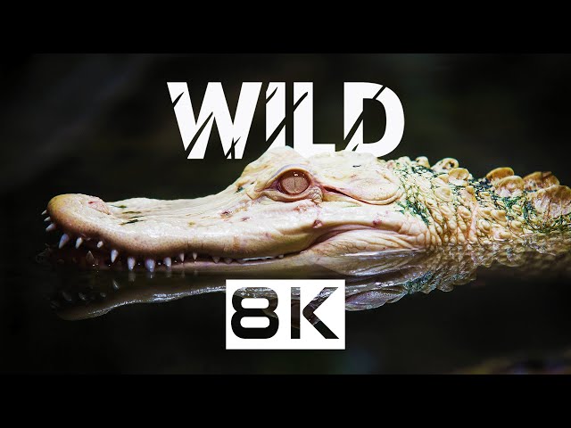 8K Wildlife Documentary | THE LIFE OF WILD ANIMALS 8K ULTRA HD