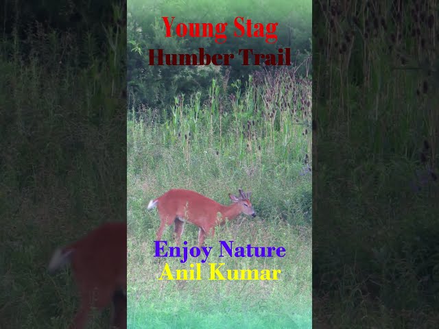 Young Stag in Humber Trail Toronto