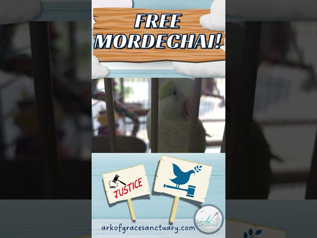 FREE MORDECHAI!
