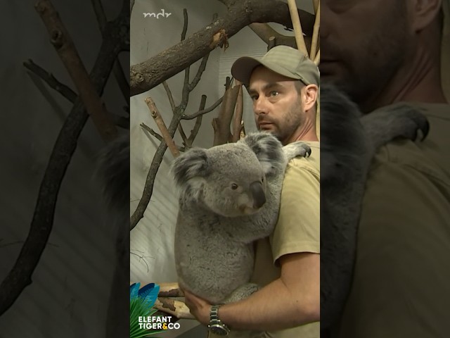 Neuer Koala im Zoo Leipzig!🐨 | Elefant, Tiger & Co. #shorts