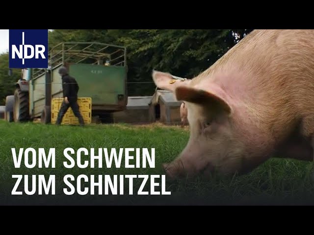 Schweinefleisch: Vom Ferkel zum Bioschnitzel  | Wie geht das? | NDR