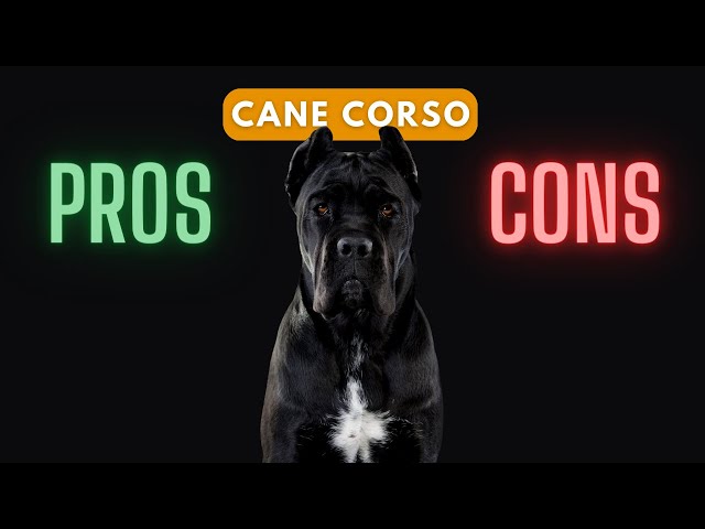 Cane Corso: Should You Get One?