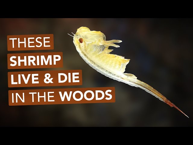 These Shrimp Live And Die In The Woods