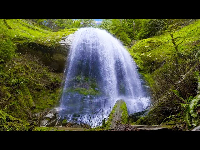 Chill Out by Forest Waterfall  ✨🌲Water Sounds for Sleep and Relaxation