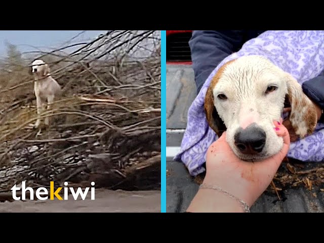 Dog was trapped by a flood and there was no way to save it