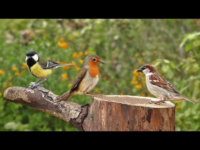 Birds Singing in The Morning : Garden Birds Video and Bird Sounds