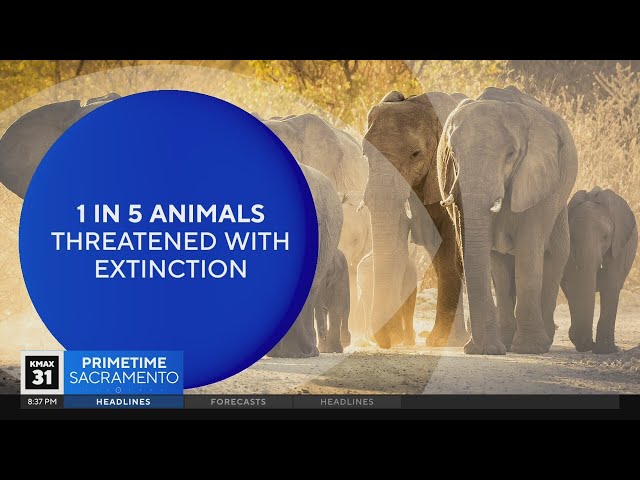 The Answer: Why is one-fifth of animals threatened with extinction?