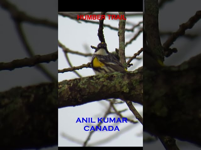 Yellow  Rumpled Warbler Humber Trail Toronto Canada