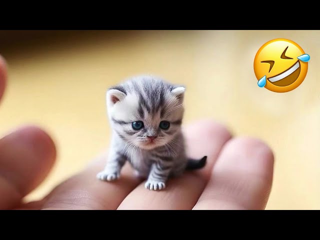You Laugh You Lose 2024 😸🐶 Best Funny Cats and Dogs Videos 😁🥰🥰 Part 127