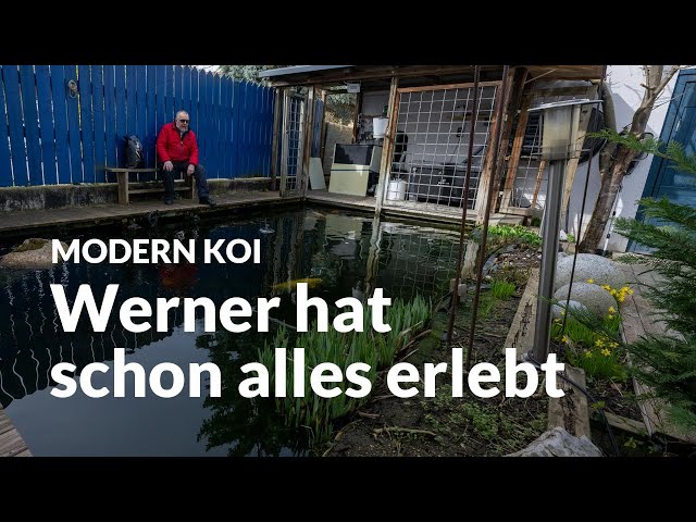 Werners uralter 25.000 Liter Koiteich | Modern Koi Blog #6629
