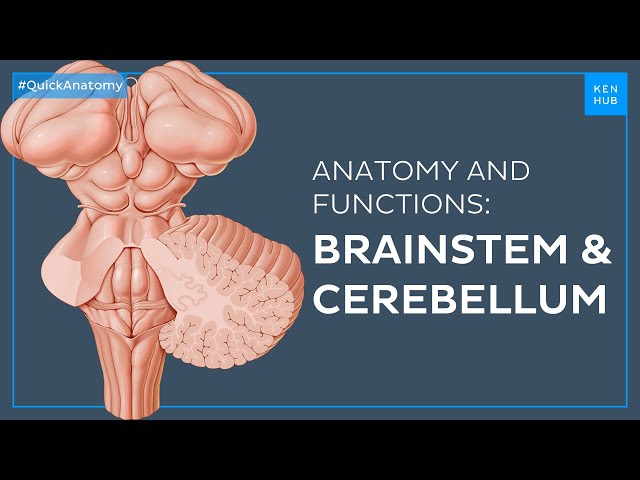 Brainstem and Cerebellum: Structure and functions easily explained - Quick Anatomy | Kenhub