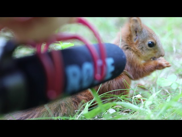 I put my microphone in front of a 7 week old baby red squirrel.