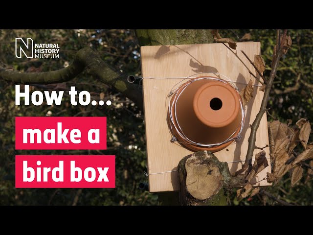 How to make a bird box | Natural History Museum