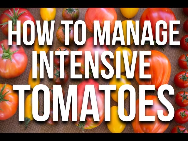 Tomato Overload? No Problem! Learn How to Crush It with Tomato Management!