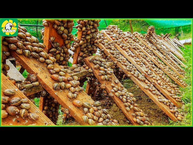 🐌 How Farmers Raise Millions Of Snails - Harvest Snails | Farming Documentary