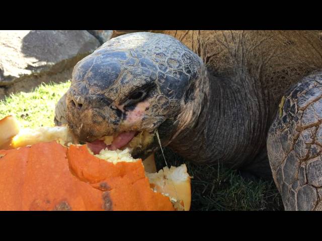 Galapagos Tortoises Hilariously Devour Pumpkins