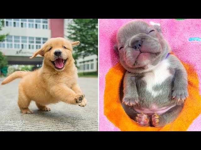 Baby Dogs 🔴 Cute and Funny Dog Videos Compilation #48 | 30 Minutes of Funny Puppy Videos 2022