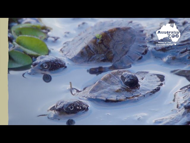 Adorable baby turtles back to the wild | Wildlife Warriors Missions