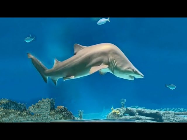 A Shark with Scoliosis