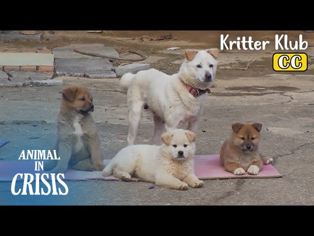Abandoned Mother Dog Raises 3 Pups With Neighbor's Help l Animal in Crisis Ep 412