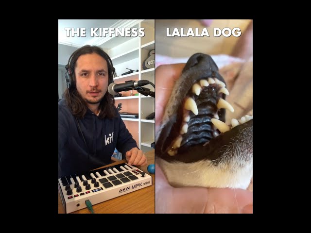The Kiffness x Lalala Dog - Lalala (Live Looping Singing Dog Song)