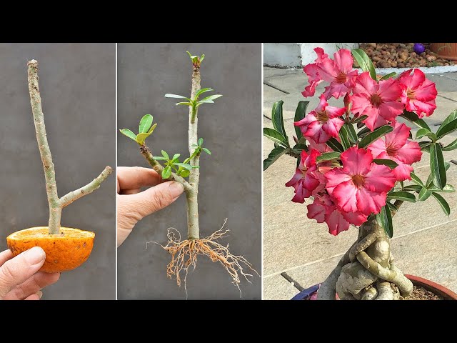 Methods of propagating frangipani flower plants using hormones from oranges