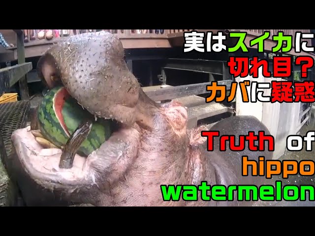 The truth of hippo watermelon