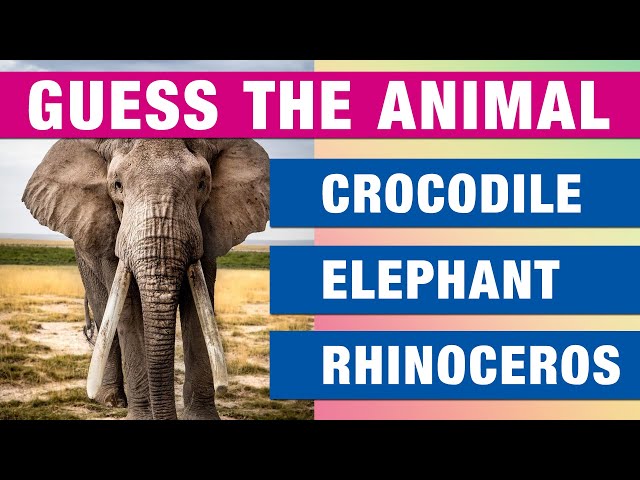 Can you guess what animal it is? |  Brain Games Quiz | Basic Knowledge Test #2