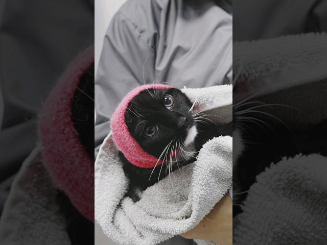 Giving a kitten her first bath 😍