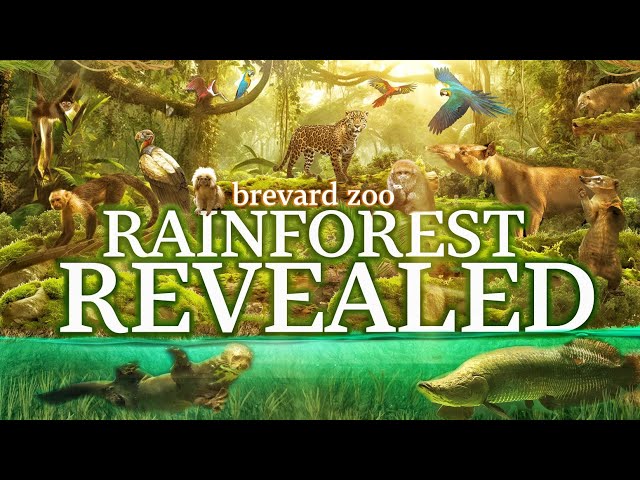 Zoo Tours: Rainforest Revealed | Brevard Zoo