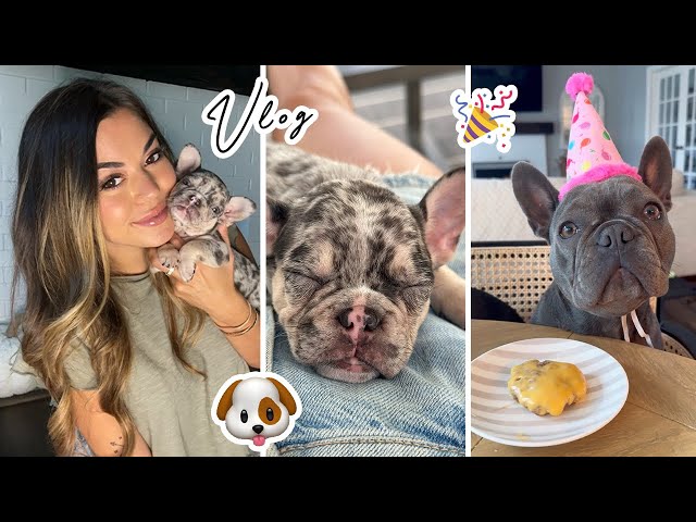 Vlog | My Puppy Comes Home, Mochis 1st Birthday!