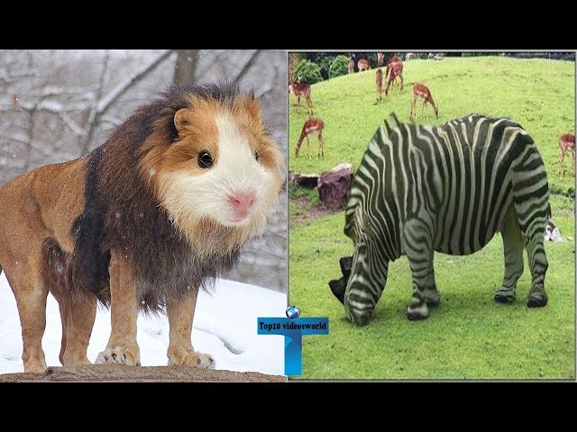 Most Hybrid Animals That You Can't Believe Actually Exist