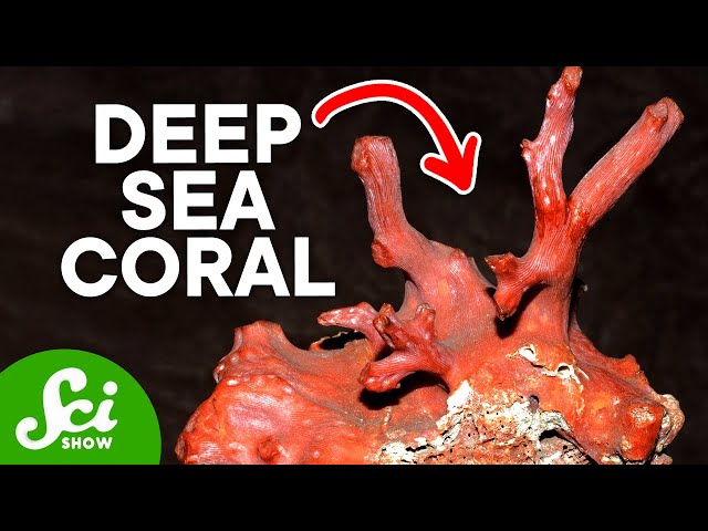 The Hidden World of Coral Reefs