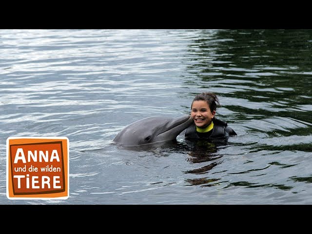 Wie pupst der Delfin? | Reportage für Kinder | Anna und die wilden Tiere