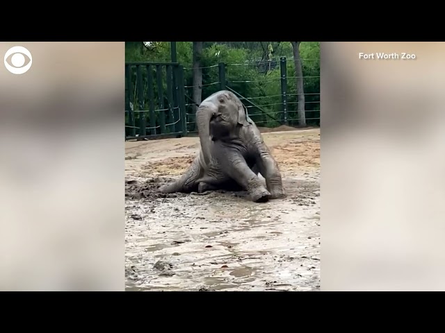 FUNNY ALERT: Elephant calf plays in mud on rainy day
