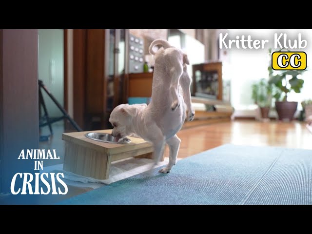 Dog Born With NO Catilage Walks On Two Forelegs l Animal in Crisis Ep 407