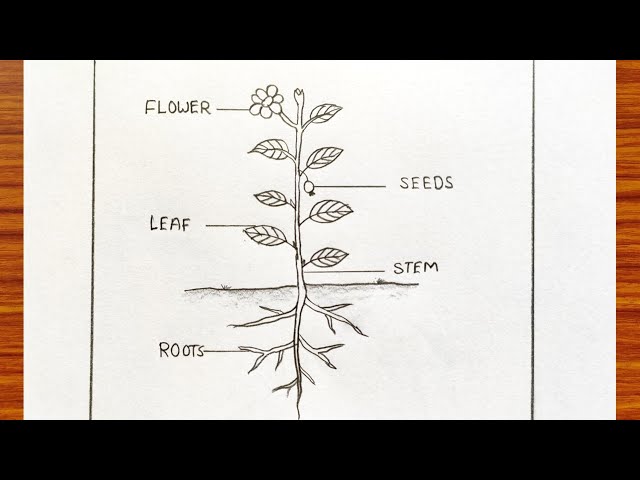 Parts of plant diagram easy | Plant science drawing for school project | Parts of Plant for school