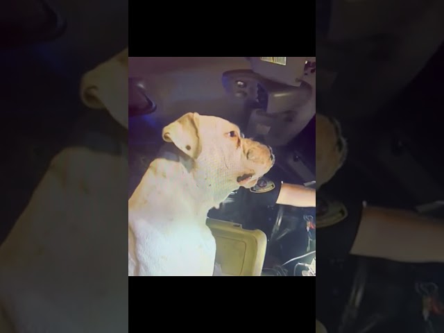 Police Officer Pulls Over a Dog