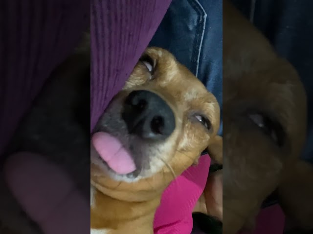 Dog Snores Funny