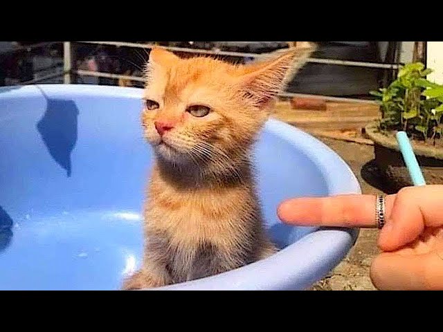 New Funniest Cats And Dogs Videos 😁 Best Of The 2024 Funny Animal Videos 😁 - Cutest Animals Ever